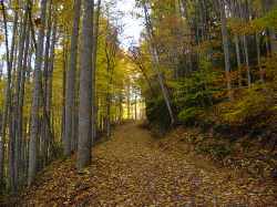 Chestnut Mountain Cabin Hiking Path