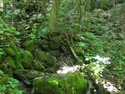 Creek alongside Chestnut Mountain Cabin